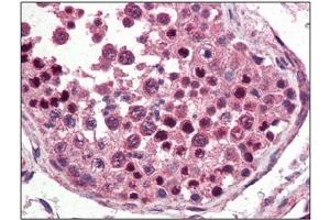 Image no. 3 for anti-Nanog Homeobox (NANOG) (C-Term) antibody (ABIN374808) (Nanog 抗体  (C-Term))