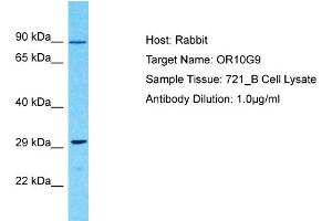 Host: Rabbit Target Name: OR10G9 Sample Type: 721_B Whole Cell lysates Antibody Dilution: 1. (OR10G9 抗体  (C-Term))