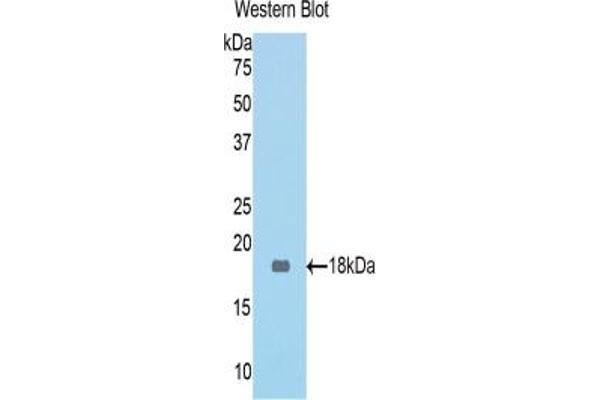 MGEA5 antibody  (AA 83-222)