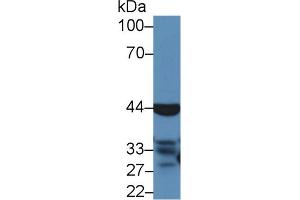 Western Blot; Sample: Mouse Liver lysate; Primary Ab: 5µg/ml Rabbit Anti-Bovine CASP4 Antibody Second Ab: 0. (Caspase 4 抗体  (AA 81-270))