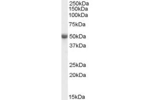 Image no. 1 for anti-TNF Receptor-Associated Factor 2 (TRAF2) (C-Term) antibody (ABIN374824) (TRAF2 抗体  (C-Term))
