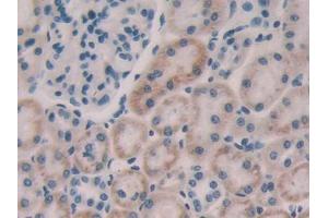 DAB staining on IHC-P; Samples: Rat Kidney Tissue (FGF15 抗体  (AA 25-218))