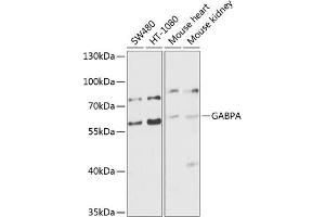 Western blot analysis of extracts of various cell lines, using GABPA antibody (ABIN6127940, ABIN6140889, ABIN6140892 and ABIN6224475) at 1:1000 dilution. (GABPA 抗体  (AA 1-260))