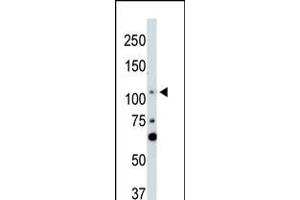 Antibody is used in Western blot to detect LATS2 in NIH-3T3 cell lysate.