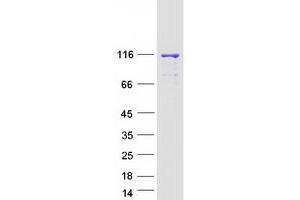 Western Blotting (WB) image for DEAH (Asp-Glu-Ala-His) Box Polypeptide 36 (DHX36) (Transcript Variant 1) protein (Myc-DYKDDDDK Tag) (ABIN2719464)
