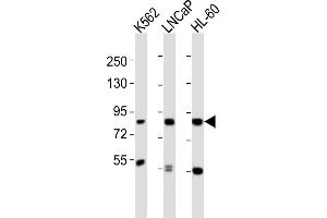 All lanes : Anti-HR Antibody (C-term) at 1:2000 dilution Lane 1: K562 whole cell lysates Lane 2: LNCaP whole cell lysates Lane 3: HL-60 whole cell lysates Lysates/proteins at 20 μg per lane. (HMMR 抗体  (C-Term))