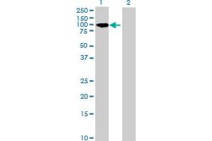 Western Blot analysis of CENPC1 expression in transfected 293T cell line by CENPC1 MaxPab polyclonal antibody. (CENPC1 抗体  (AA 1-542))