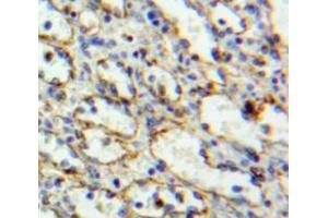 IHC-P analysis of spleen tissue, with DAB staining. (PAG1 抗体  (AA 160-390))