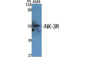 Western Blot (WB) analysis of specific cells using NK-3R Polyclonal Antibody. (TACR3 抗体  (C-Term))