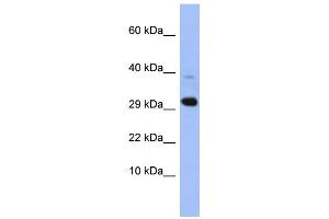 WB Suggested Anti-MRPL47 Antibody Titration: 0. (MRPL47 抗体  (Middle Region))