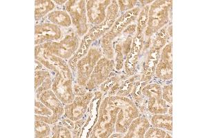 Immunohistochemistry of paraffin-embedded mouse kidney using [KO Validated]  Rabbit mAb (ABIN7271243) at dilution of 1:100 (40x lens). (AKT1 抗体)