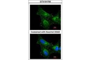 Image no. 3 for anti-Peroxiredoxin 1 (PRDX1) (AA 19-116) antibody (ABIN467365) (Peroxiredoxin 1 抗体  (AA 19-116))