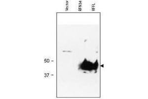 Western blot using  Protein A Purified anti-RFFL antibody shows detection of RFFL (arrowhead) in lysate. (RFFL 抗体  (AA 1-363))