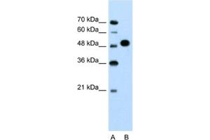 Western Blotting (WB) image for anti-Makorin Ring Finger Protein 1 (MKRN1) antibody (ABIN2462668) (MKRN1 抗体)
