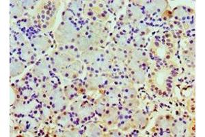 Immunohistochemistry of paraffin-embedded human pancreatic tissue using ABIN7148498 at dilution of 1:100 (COPS7A 抗体  (AA 1-275))