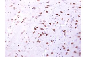 IHC-P Image ENSA antibody detects ENSA protein at cytosol on mouse fore brain by immunohistochemical analysis. (Ensa 抗体)