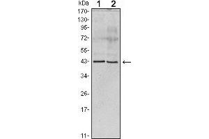 Western blot analysis using Apoa5 mouse mAb against human serum (1) and Apoa5 recombinant protein (2). (Apoa5(ab) (AA 20-363) 抗体)