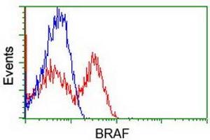 Flow Cytometry (FACS) image for anti-B-Raf proto-oncogene, serine/threonine kinase (BRAF) antibody (ABIN1496951) (BRAF 抗体)