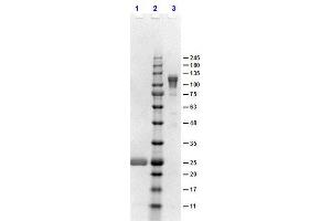 SDS-PAGE results of Goat F(ab')2 Anti-Rabbit IgG F(c) Antibody. (山羊 anti-兔 IgG (Fc Region) Antibody - Preadsorbed)