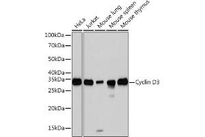 Western blot analysis of extracts of various cell lines, using Cyclin D3 Rabbit mAb (ABIN1681042, ABIN3018381, ABIN3018382 and ABIN7101605) at 1:1000 dilution. (Cyclin D3 抗体)