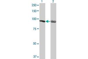 Western Blot analysis of AMPD2 expression in transfected 293T cell line by AMPD2 monoclonal antibody (M05), clone 3C5. (AMPD2 抗体  (AA 86-185))