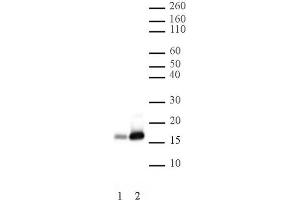 Histone H2B acetyl Lys16 pAb tested by Western blot. (Histone H2B 抗体  (acLys16))