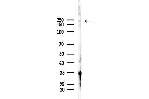Western blot analysis of lysates from RAW264.