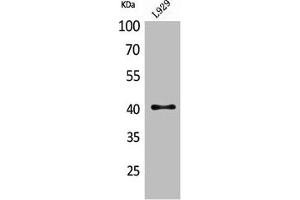 Western Blot analysis of L929 cells using CKR-4 Polyclonal Antibody (CCR4 抗体  (N-Term))
