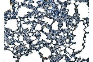 IHC analysis of Ccl21a using anti-Ccl21a antibody (ABIN7600808).