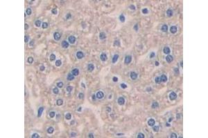 IHC-P analysis of Mouse Tissue, with DAB staining. (Pleiotrophin 抗体  (AA 33-168))