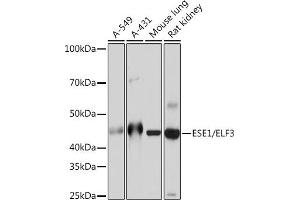 Western blot analysis of extracts of various cell lines, using ESE1/ELF3 Rabbit mAb (ABIN7266885) at 1:1000 dilution. (ELF3 抗体)