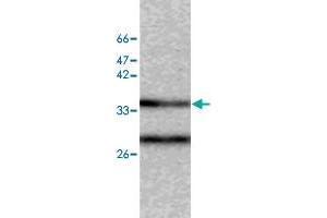 Western blot analysis of SW480 whole cell lystae with CAPZA2 monoclonal antibody, clone 40  at 1:500 dilution. (CAPZA2 抗体)