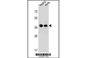 Western blot analysis in HepG2,A549 cell line lysates (35ug/lane). (ERLIN1 抗体  (AA 244-273))