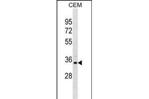 PRPS1L1 Antibody (N-term) (ABIN1881688 and ABIN2838715) western blot analysis in CEM cell line lysates (35 μg/lane). (PRPS1L1 抗体  (N-Term))