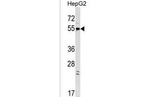 GPR22 Antibody (Center) (ABIN1537789 and ABIN2849173) western blot analysis in HepG2 cell line lysates (35 μg/lane).