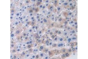 IHC-P analysis of Rat Tissue, with DAB staining. (SCGB1A1 抗体  (AA 22-96))