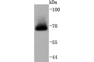 HeLa cell lysates probed with A-RAF (24D1) Monoclonal Antibody  at 1:1000 overnight at 4˚C. (ARAF 抗体)
