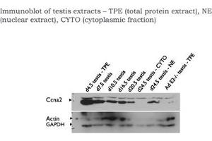 Ccna2 antibody - C-terminal region  validated by WB using testis (Cyclin A 抗体  (C-Term))