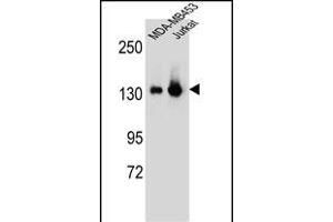 SF3B3 Antibody (C-term) (ABIN656631 and ABIN2845876) western blot analysis in MDA-M,Jurkat cell line lysates (35 μg/lane). (SF3B3 抗体  (C-Term))