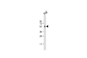 Western Blotting (WB) image for anti-V-Yes-1 Yamaguchi Sarcoma Viral Related Oncogene Homolog (LYN) (AA 32-62), (N-Term) antibody (ABIN392102)