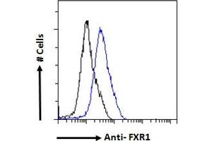 Flow Cytometry (FACS) image for anti-Fragile X Mental Retardation, Autosomal Homolog 1 (FXR1) (Internal Region) antibody (ABIN185683)