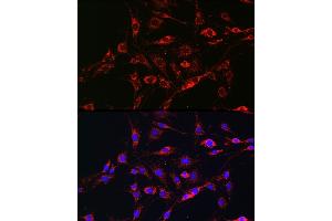 Immunofluorescence analysis of C6 cells using [KO Validated] RA Rabbit pAb (ABIN3021646, ABIN3021647, ABIN3021648 and ABIN1513457) at dilution of 1:100 (40x lens). (RAB5 抗体  (AA 1-215))