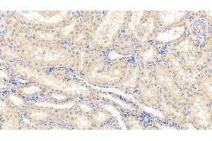 Detection of CASP1 in Porcine Kidney Tissue using Polyclonal Antibody to Caspase 1 (CASP1) (Caspase 1 抗体  (AA 120-297))