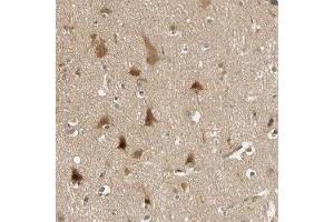 Immunohistochemical staining of human cerebral cortex with PDDC1 polyclonal antibody ( Cat # PAB28008 ) shows distinct cytoplasmic positivity in neurons at 1:10 - 1:20 dilution. (PDDC1 抗体)