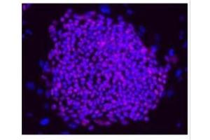 ICC/IF Image Immunofluorescence analysis of hESCs on CF1 feeders, using OCT3/4, antibody at 1:200 dilution. (OCT4 抗体)