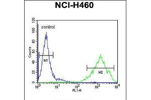 Flow cytometric analysis of NCI-H460 cells (right histogram) compared to a negative control cell (left histogram). (OR2Z1 抗体  (N-Term))