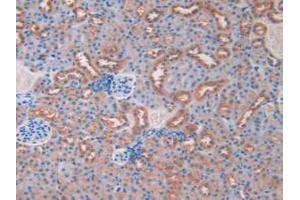 IHC-P analysis of Mouse Kidney Tissue, with DAB staining. (Resistin 抗体  (AA 21-114))