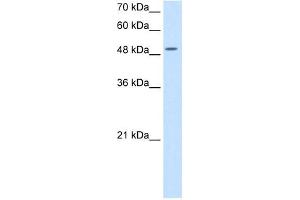 EIF2S3 antibody used at 5 ug/ml to detect target protein. (EIF2S3 抗体  (N-Term))
