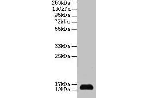 Western blot All lanes: SNRPD2 antibody at 2 μg/mL + 293T whole cell lysate Secondary Goat polyclonal to rabbit IgG at 1/15000 dilution Predicted band size: 14, 13 kDa Observed band size: 14 kDa (SNRPD2 抗体  (AA 1-118))