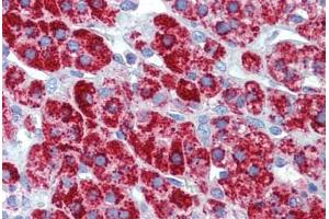 Human Adrenal (formalin-fixed, paraffin-embedded) stained with HSPD1 antibody ABIN462364 followed by biotinylated anti-mouse IgG secondary antibody ABIN481714, alkaline phosphatase-streptavidin and chromogen. (HSPD1 抗体)